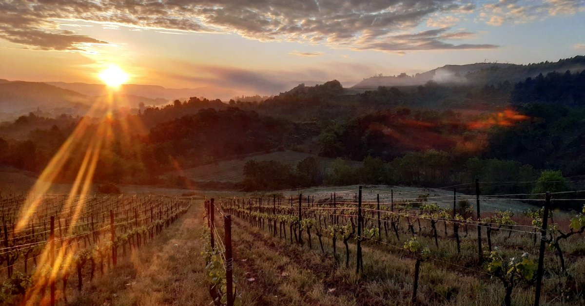 Vous connaissez l'AOP Limoux ? 😀🥂 Un des joyaux du Languedoc qui est dôté de 4 grands terroirs et qui est réputé pour ces bulles, mais pas que ! Ici, sont produits aussi des grands blancs et des rouges... <a href="/nibuniconnu/">nibuniconnu</a> nous emmène à la découverte 👉bit.ly/3yVArWI 
@ ...