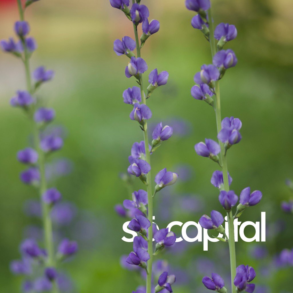 tis’ the growing season! 
#capital #crowdfunding #socapital