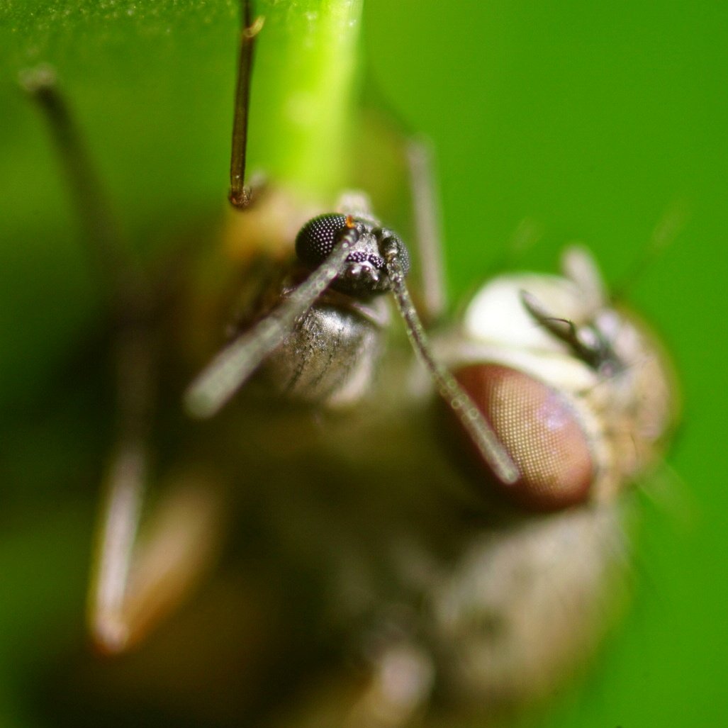 lupus_sch's tweet photo. Zweiflügler
#sony #alpha77ii #macro https://t.co/z4Qi4n8oRg