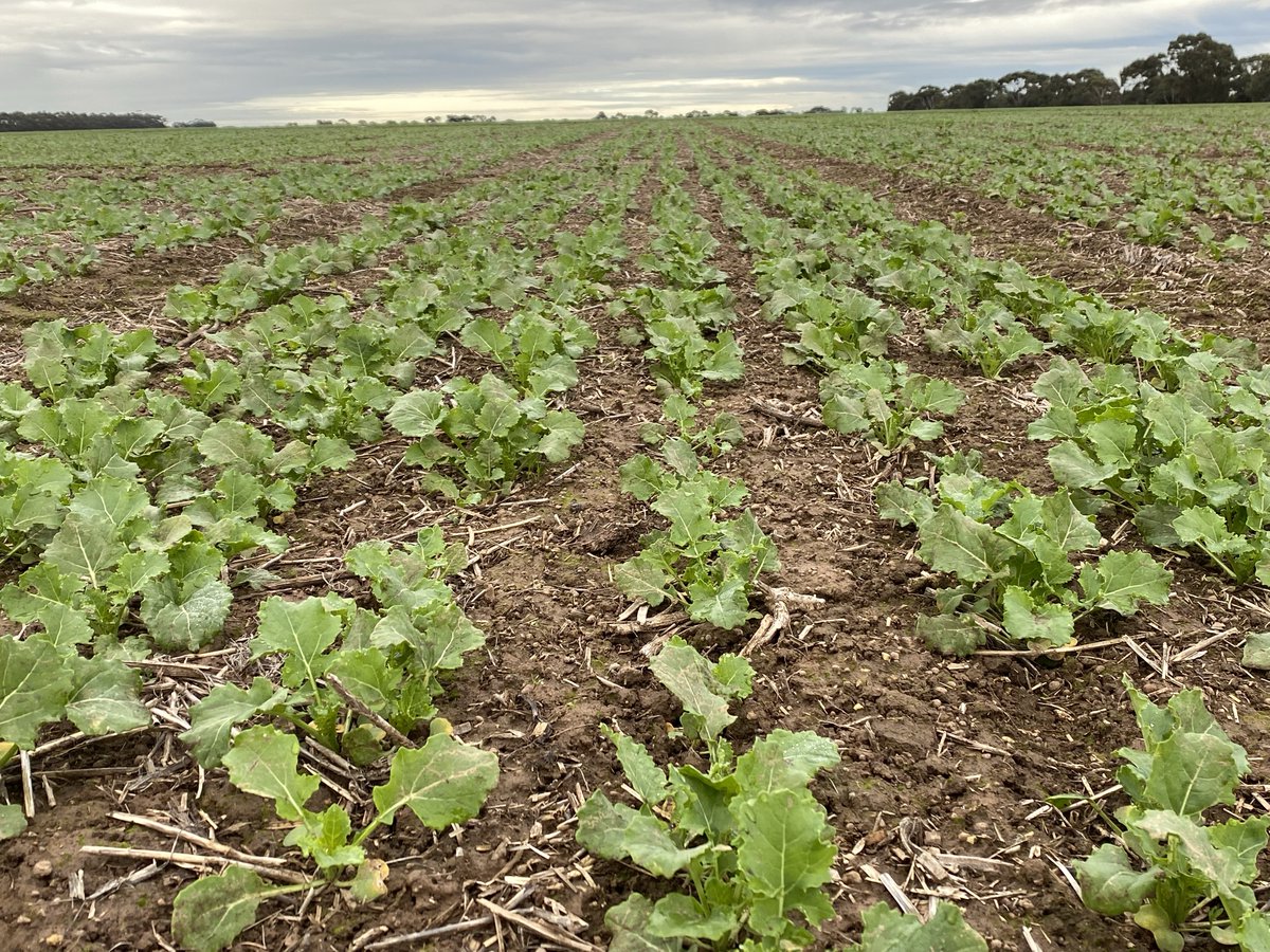 WOW - The New #Hyola Hybrids hitting their straps at an earlier sown 2021 #NVT Trials near Streatham Vic. Photos shown are #Hyola Enforcer CT, #Hyola Blazer TT, #Hyola Garrison XC &amp; #Hyola Equinox CL. <a href="/PacificSeeds/">Pacific Seeds</a> <a href="/SouthernFS/">Southern Farming Systems</a> <a href="/theGRDC/">GRDC</a> <a href="/hurgl1/">Tim Wilmshurst</a> <a href="/AgMannes/">Anton Mannes</a> <a href="/DavidTabah/">David Tabah ("DT")</a> <a href="/schilgee/">iKarl iSchilg</a>
