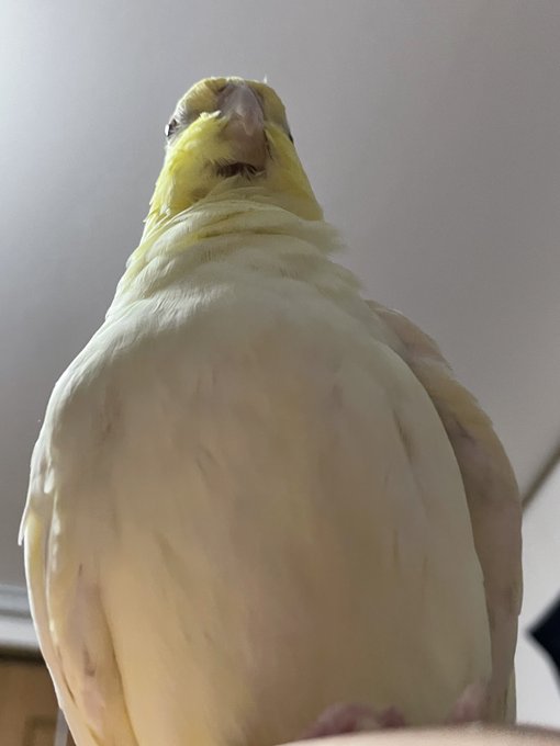 インコ 高画質 のtwitterイラスト検索結果 古い順