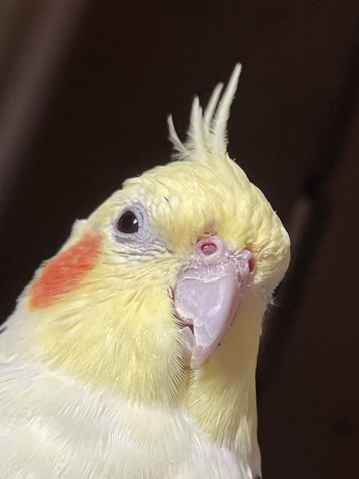 インコ 高画質 のtwitterイラスト検索結果 古い順