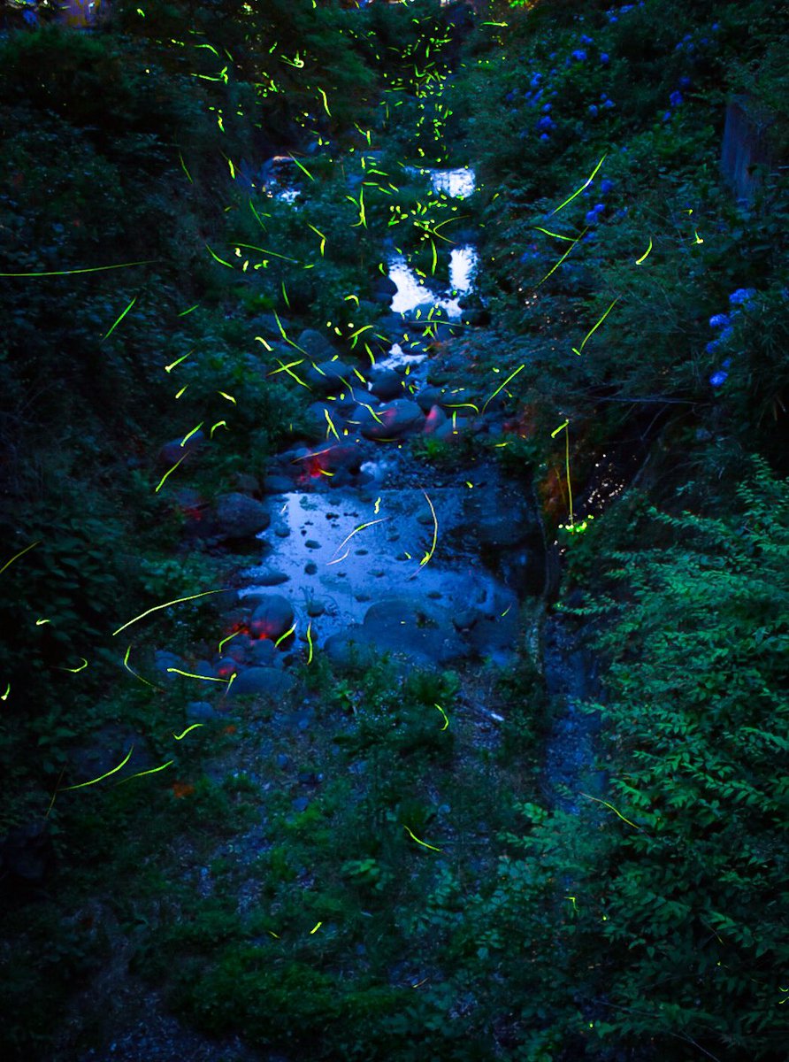 ホタル 最新情報まとめ みんなの評価 レビューが見れる ナウティスモーション 9ページ目