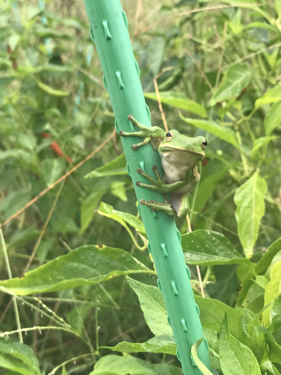 CoupleOn's tweet photo. Mood today #hangingout #Chillin #outdoor #nature #garden #frog #peaceful #green #onone #kermit https://t.co/haj4oURr8l