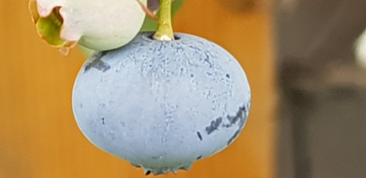 jeny8767's tweet photo. from my tiny garden looking forward to bearing colours of greens, purple greens, dark purplesπππππππ #blueberry #aroundme #beautifuljune #Blessings https://t.co/nodaQHMTA8