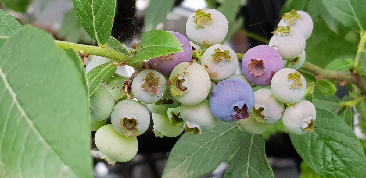 jeny8767's tweet photo. from my tiny garden looking forward to bearing colours of greens, purple greens, dark purplesπππππππ #blueberry #aroundme #beautifuljune #Blessings https://t.co/nodaQHMTA8