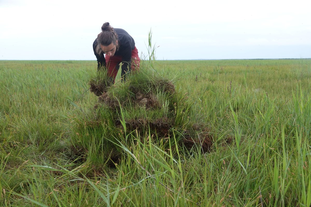 KoivulaKari's tweet photo. Lifting up endangered southern dunlin nests in #Liminganlahti shore meadows yesterday. Again, third breeding season in row, exceptional early summer cyclone is expected to cause wind floods and extensive shorebird nest losses. #dunlinproject #ruffproject #BalticSea #BothnianBay https://t.co/ZQUskVW1SA