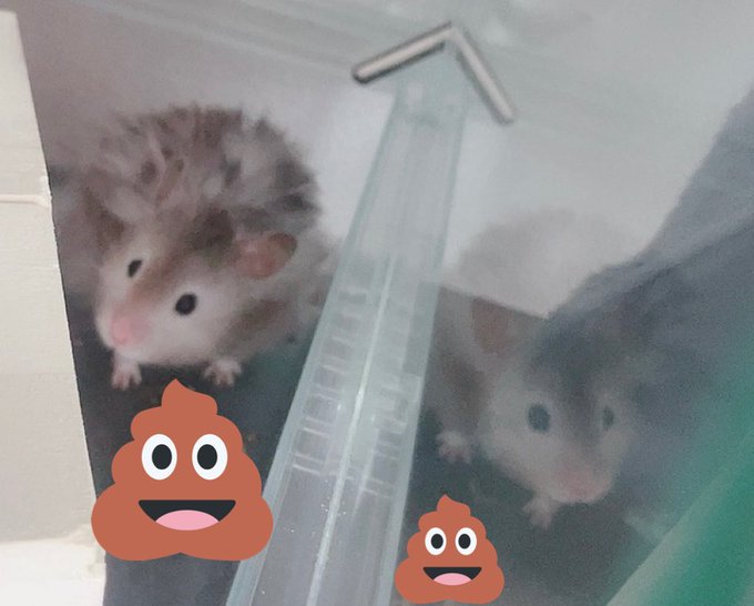 クロクマのtwitterイラスト検索結果