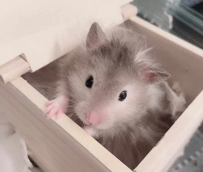 クロクマのtwitterイラスト検索結果