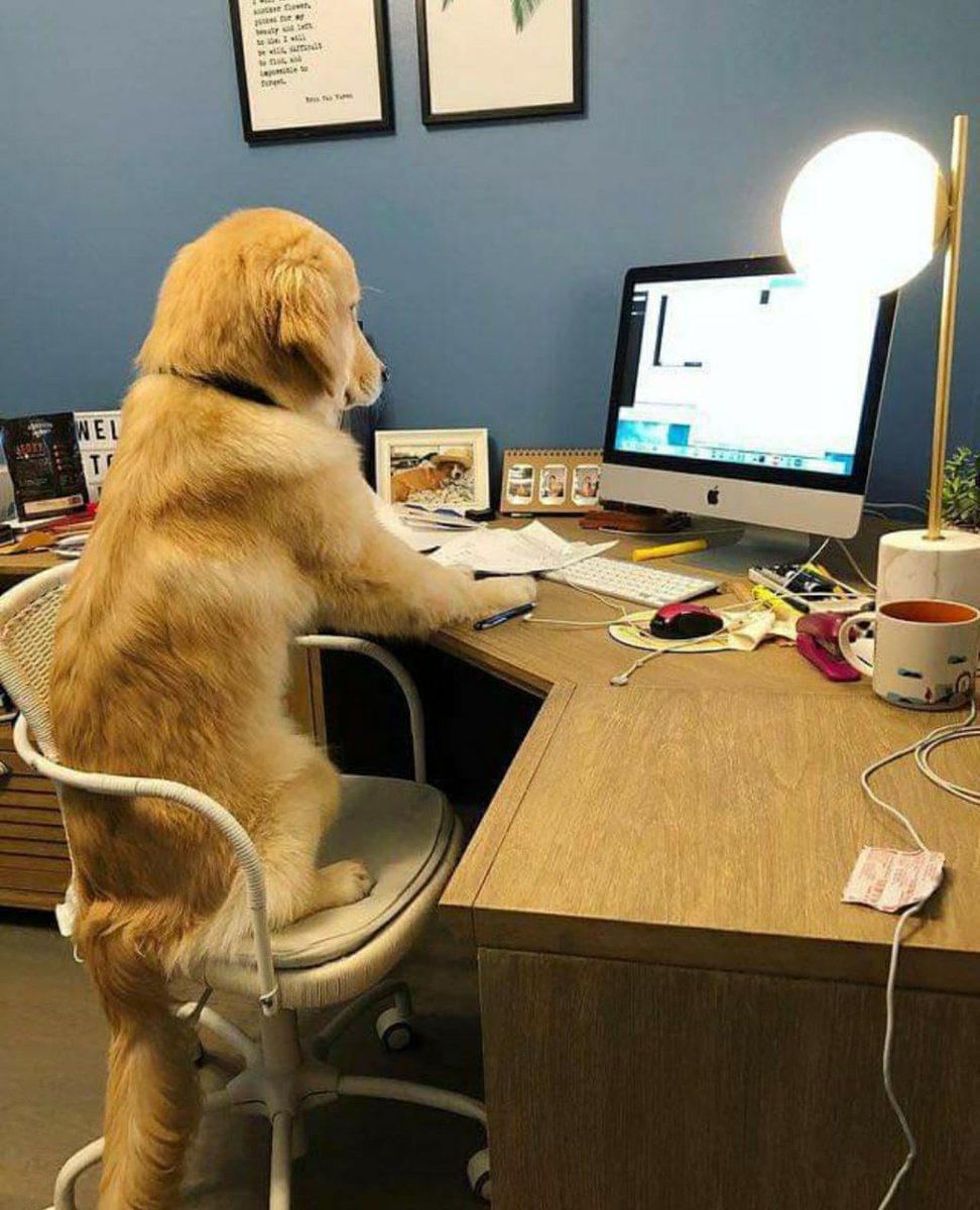 MyFurriesin's tweet photo. Work from home be like.🖥️🐕🐾

#myfurriesindia #workfromhome #workmode #lockdown #lockdownlife #stayhome #work #workfromhomelife #pets #dogs #dogsfunny #dogsfun #dogslover #petslovers #petslife #petslover #dogsoftwitter https://t.co/6SFH9oRcIa