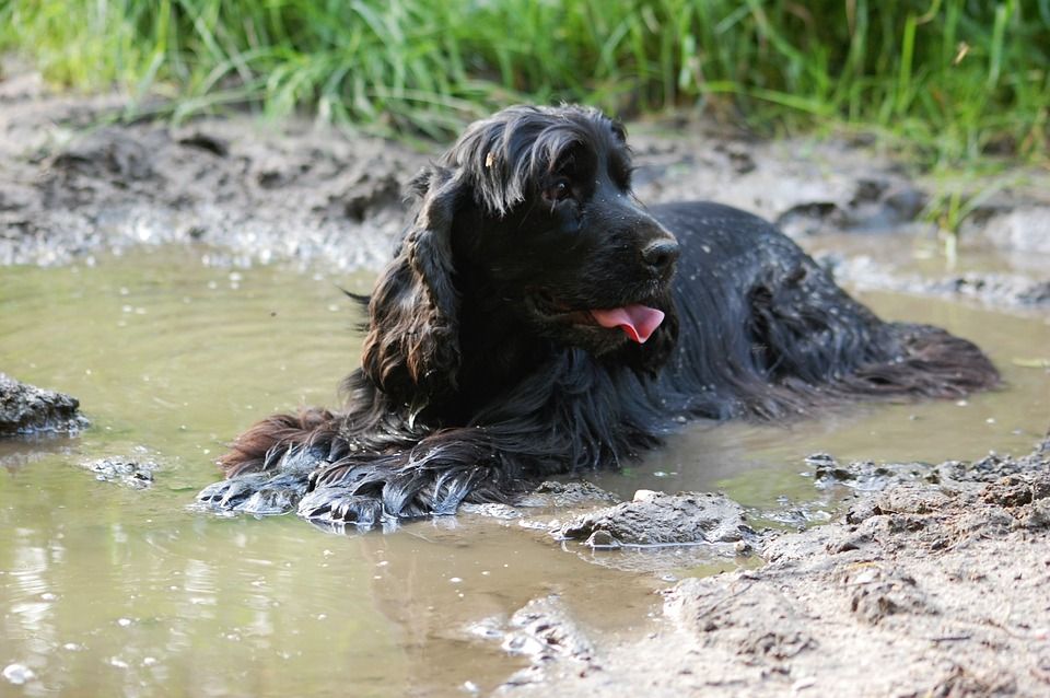 WeAcceptPets's tweet photo. Are you in need of a dog groomer? Dragden Dog Grooming in Standerwick, Frome, offers a bespoke dog grooming service to suit all your needs.
https://t.co/lIjz58XQj4
#DogGroomer #BathTime #MuckyPup #NailClipping #HandStripping #Bespoke #SpecialistCuts #Standerwick #Frome #Somerset https://t.co/fbmEtTbyXm