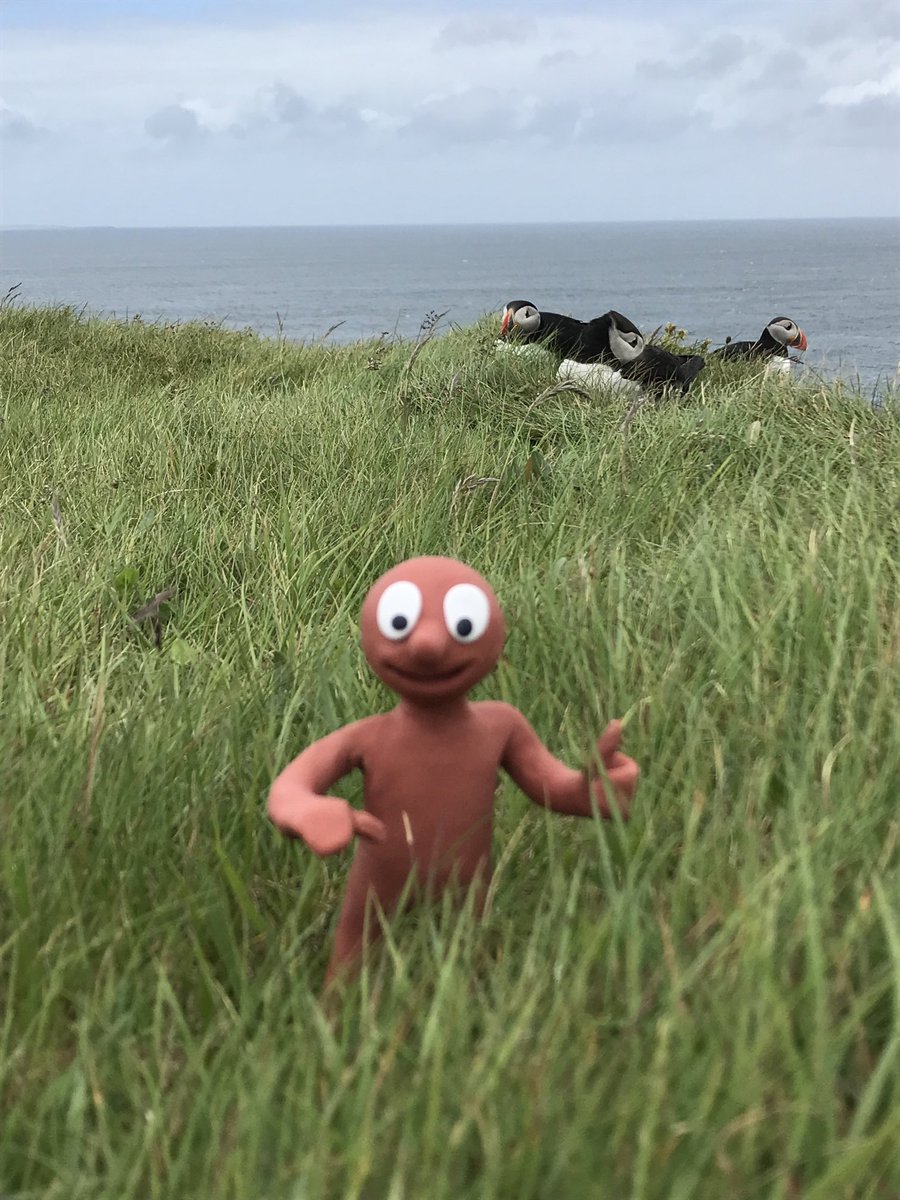 Hanging out with some #puffins on the cliffs of Westray. They seem friendly enough. ⁦<a href="/AmazingMorph/">Morph</a>⁩ #Orkney #Westray