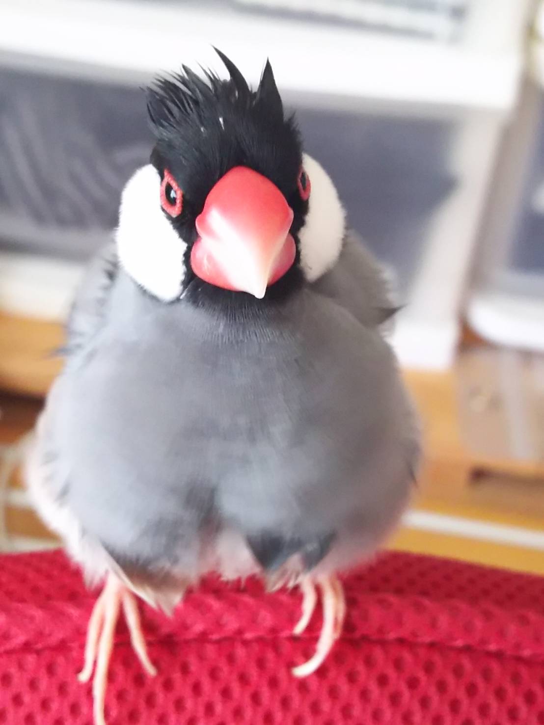 文鳥可愛い Twitter Search Twitter
