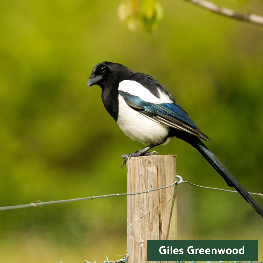 LeeValleyPark's tweet photo. It's #NaturePhotographyDay! We're so luck to be able to see the wonderful photos you all take of the wildlife in the park. Here are some of our favourites 📷 You see more photography on our #PhotoMonth blog post https://t.co/mCTGH6hBXz https://t.co/ny8uNOWTY0