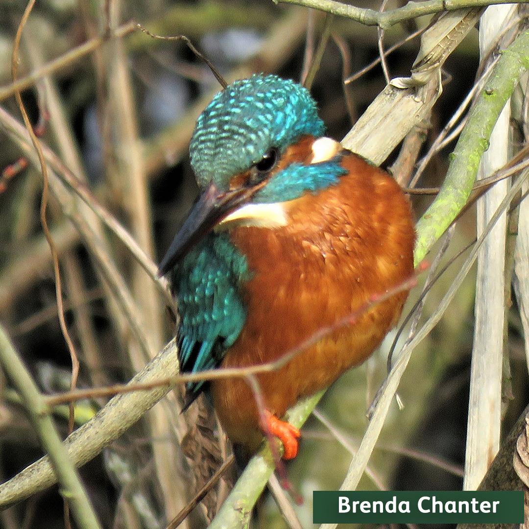 LeeValleyPark's tweet photo. It's #NaturePhotographyDay! We're so luck to be able to see the wonderful photos you all take of the wildlife in the park. Here are some of our favourites 📷 You see more photography on our #PhotoMonth blog post https://t.co/mCTGH6hBXz https://t.co/ny8uNOWTY0