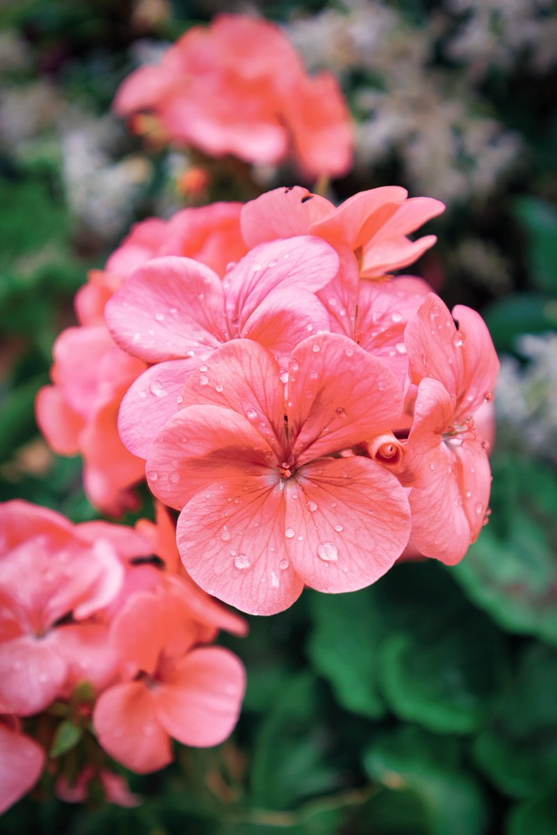 Water drops
#canon #canonphoto #m50 #photo #beginnerphotography #photographer #photo #waterdrop #flower #flowerphotography #flowerstagram #pink #luminar #canonitalia #canonm50 #colors #colorcorrecting #photooftheday #pic #picofday #watercolor #art #editingphotos #fotografia #foto