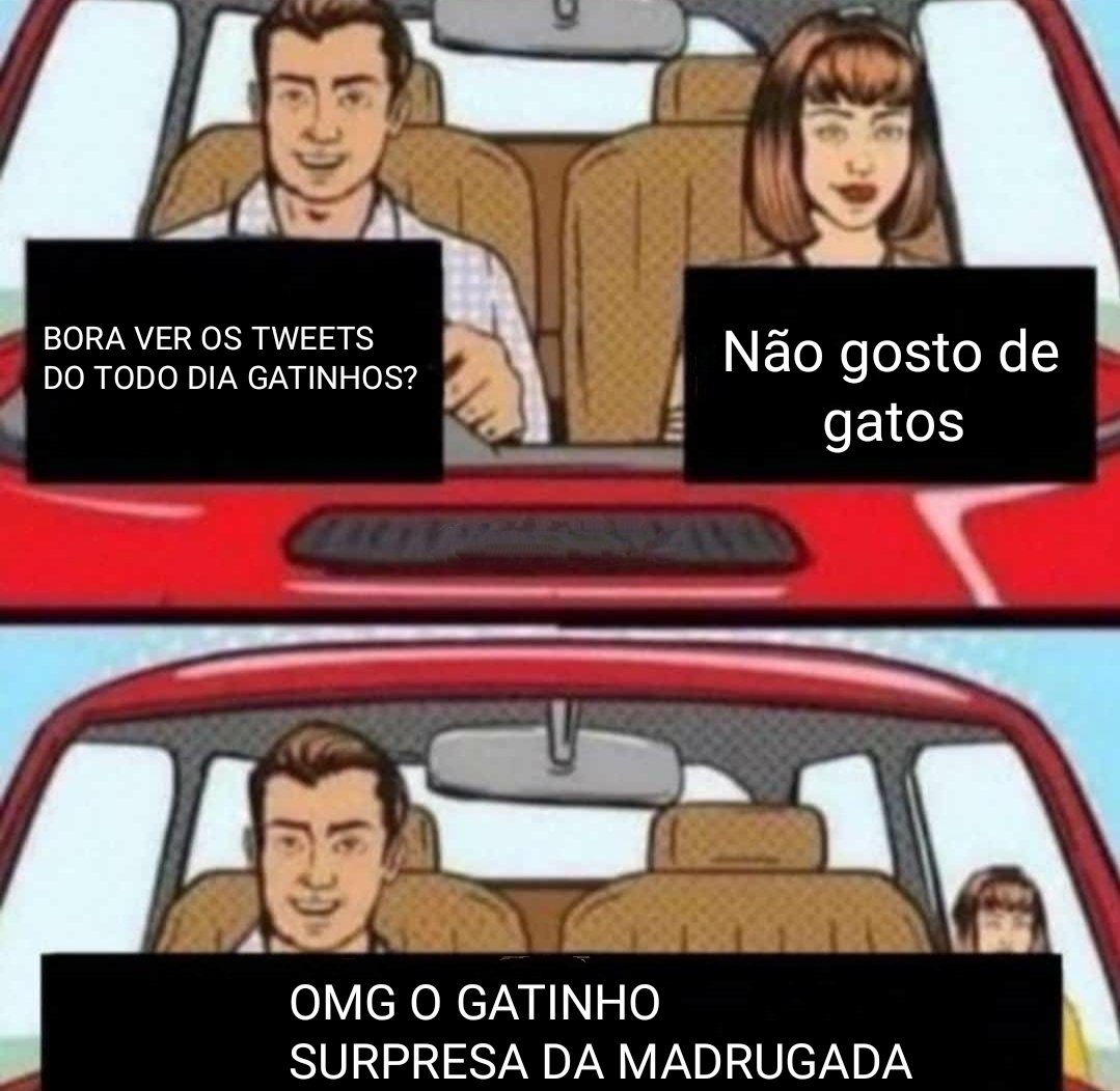 Todo Dia Gatinhos 🐾 (@tododiagatinhos) on Twitter photo 