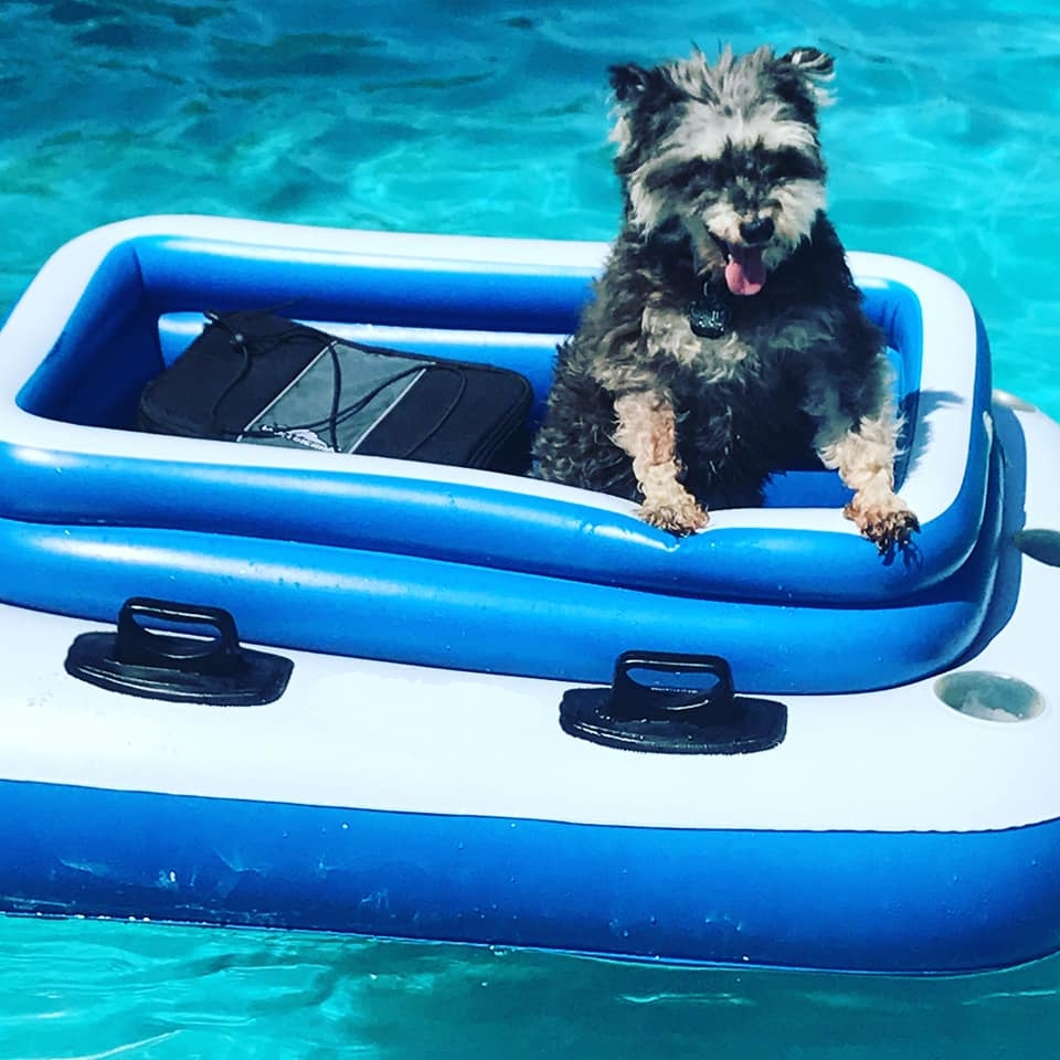 AiperOfficial's tweet photo. Let's see those pool dogs!
#pooldogs #swimmingdog #aipersmart https://t.co/zyLDOzjsw2
