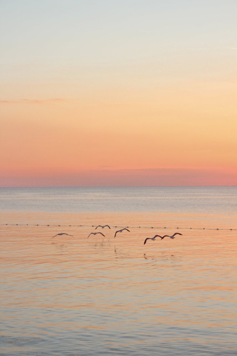 Peterino tweet media