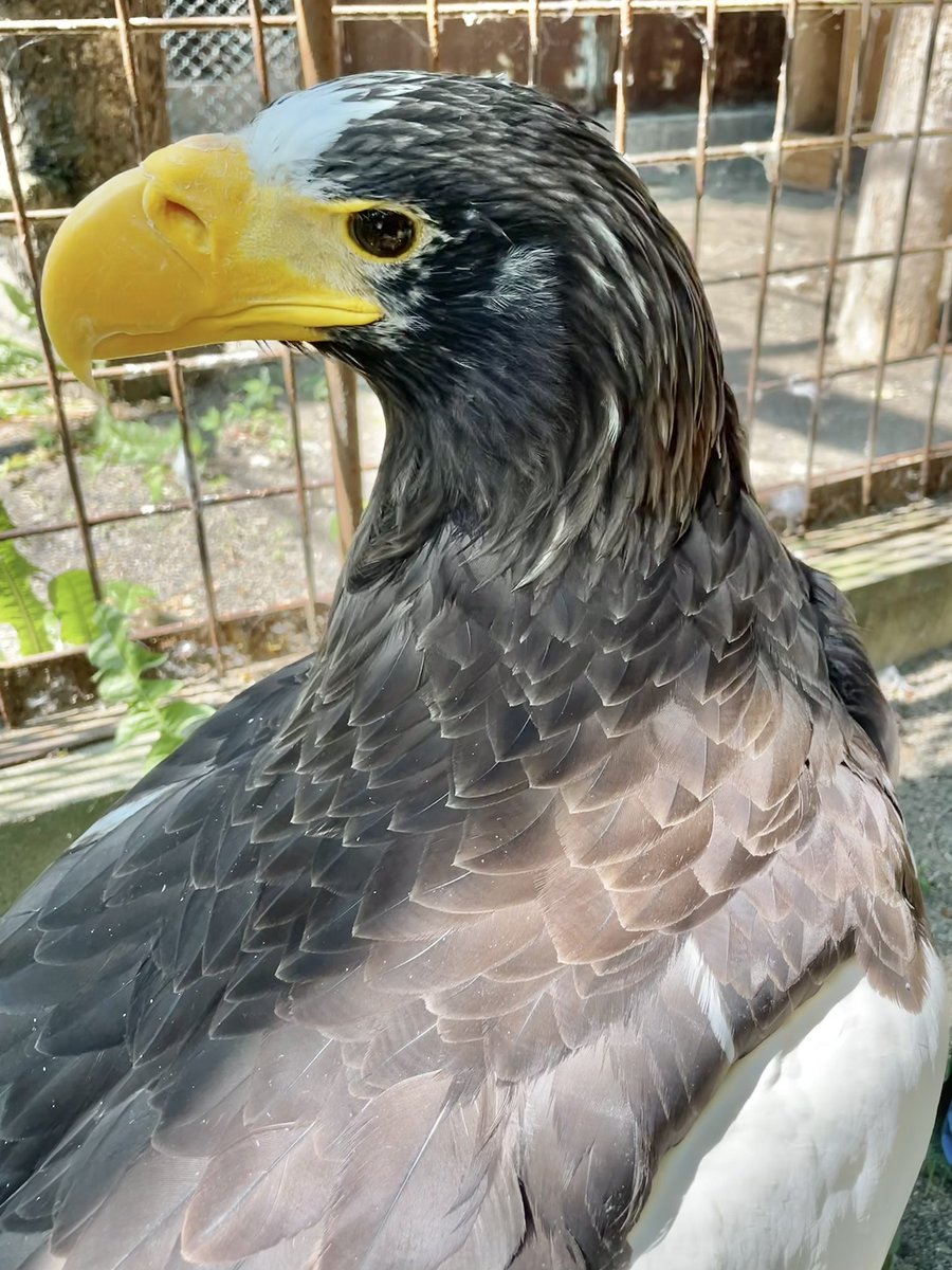 羽の重なり具合も美しく。
#おびひろ動物園　#obihirozoo 
#オオワシ　　　   #Stellersseaeagle
#休園中の動物園水族館