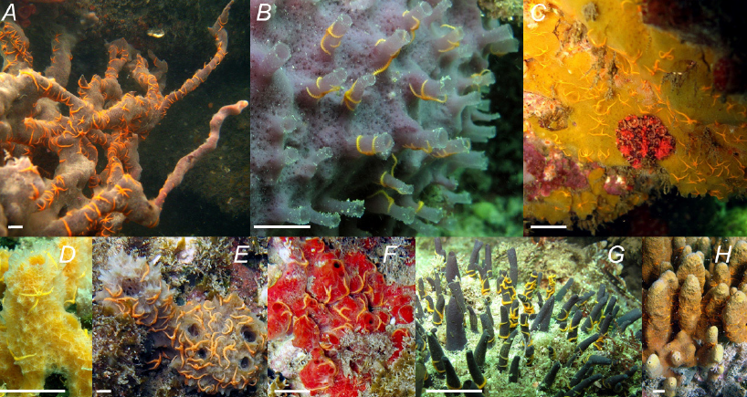 Invasivesnet's tweet photo. Researchers from Brazil found that invasive brittle stars do not have a strong preference for habitats enabling them to become widespread ⭐️
#abundance #bioinvasion #nullmodel #AquaticInvasions #INVASIVESNET #OpenAccess

Read more: https://t.co/FG8dzucQno https://t.co/YfzVSd1MIK
