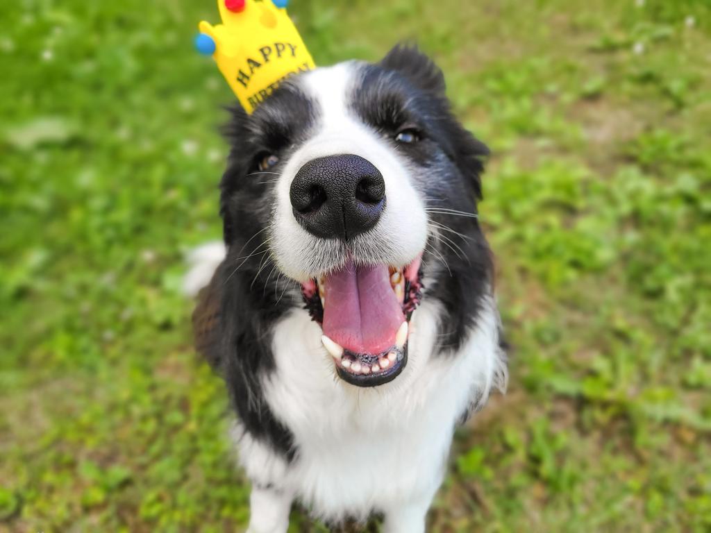 ボーダー コリー Twitter Search Twitter