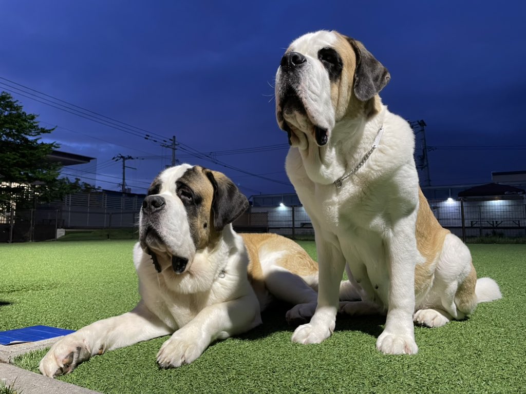 ドッグランでの遊び中に 2階から見てる人間 に気づいて喜ぶ犬 よだれをたらしつつ見つめる犬 Togetter ドッグランでの遊び中に 2階から見てる人間 に気づいて喜ぶ犬 よだれをたらしつつ見つめる犬 Togetter