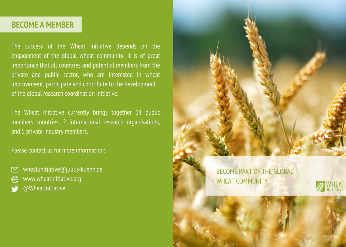 WheatInitiative's tweet photo. 🎉🥳We have a new brochure! 🥳🎉 If you are a organisation, agriculture ministry, project..take a look, share, RT..the full document is here:
@CropTrust @wheatgenome @IWYP_wheat @WheatIS 
#wheat #foodsecurity #climatechange

https://t.co/llhLzKsUEI https://t.co/1cf03Fyg4M
