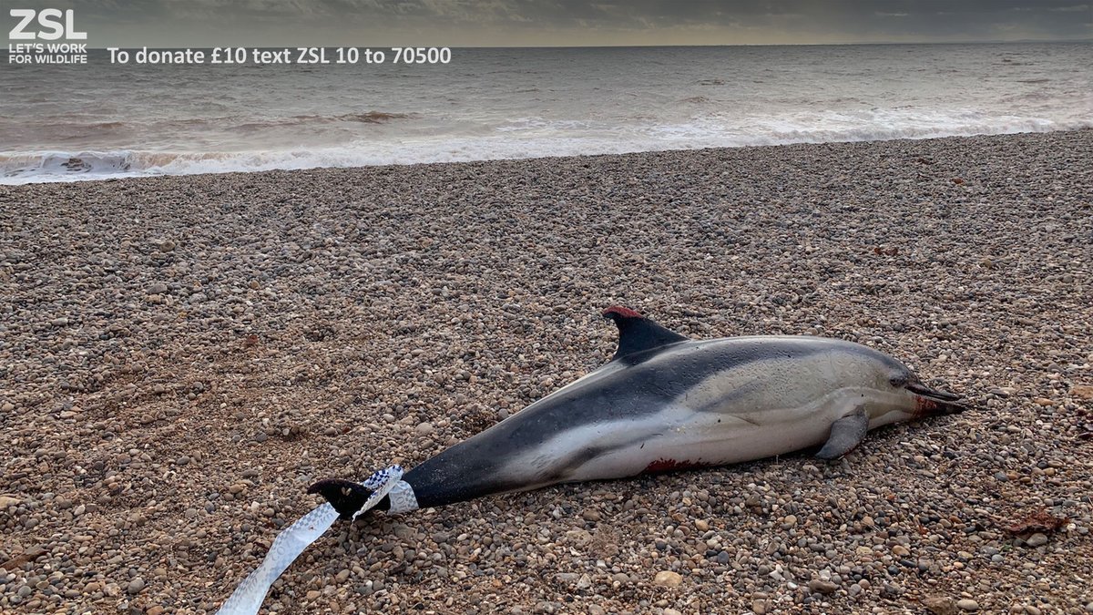 Brand new research published by 
@ZSLScience PhD student @mjw_marine, shows potential links between cetacean stranding data and climate change patterns. This incredibly valuable data could inform policy in the future: zsl.org/blogs/science/… #ZSLPapers