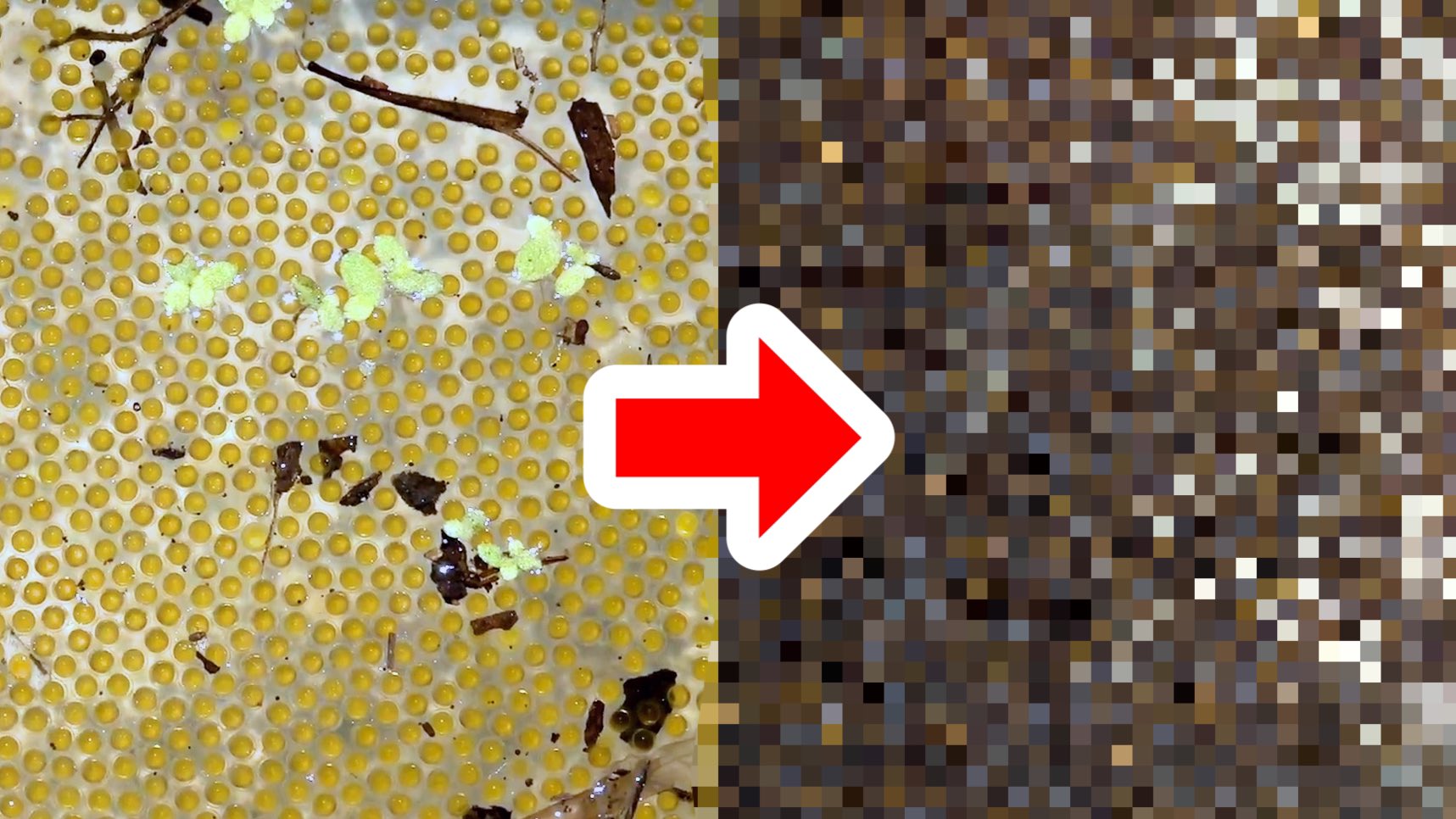 鰐 Wani 動画更新 外来魚の卵を持ち帰った次の日 中から数千匹の稚魚が続々と生まれてきた T Co 5umz1ju6ck 生まれたての雷魚の稚魚って見たことありますか 面白いですよ T Co Fr9pwsha Twitter