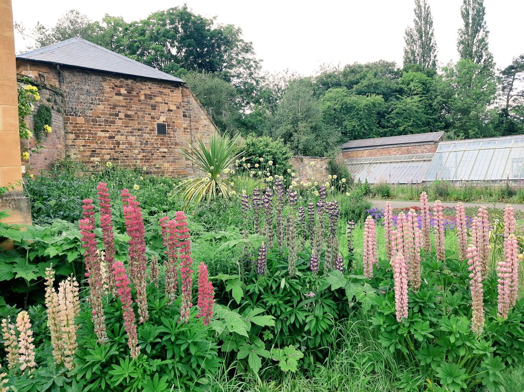 Dr Kelcey Wilson-Lee tweet media