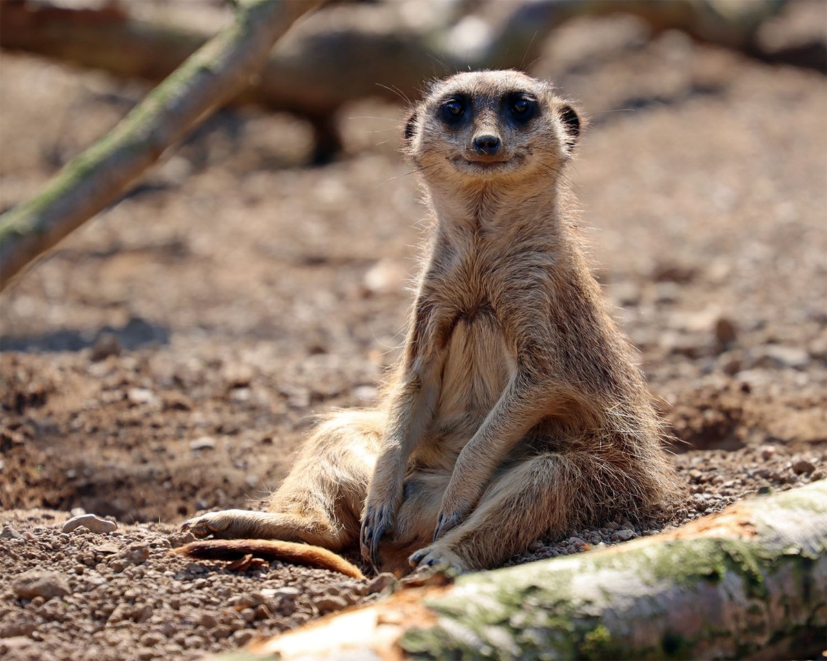 Don't forget, it's Father's Day this Sunday.. why not treat the Dad in your life to a trip to the Zoo or Adopt an Animal in his name? #fathersday2021

Photo: Smiler our Meerkat Daddy