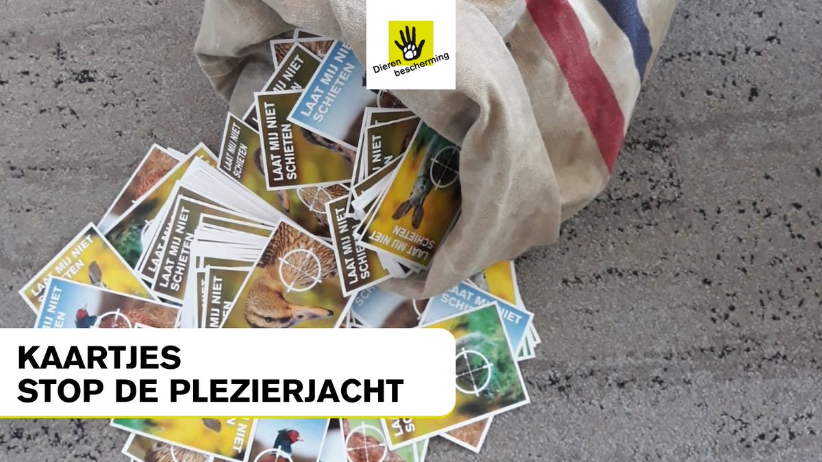 Dierbescherming's tweet image. #StopDePlezierjacht Morgen is het eindelijk zover, dan overhandigen we jullie 44.802 kaartjes tegen de plezierjacht aan leden van de Tweede Kamer.

Hoe zat het ook alweer met de jacht op hazen, konijnen, wilde eenden, houtduiven en fazanten? Meer info: bit.ly/38kbDfq.
