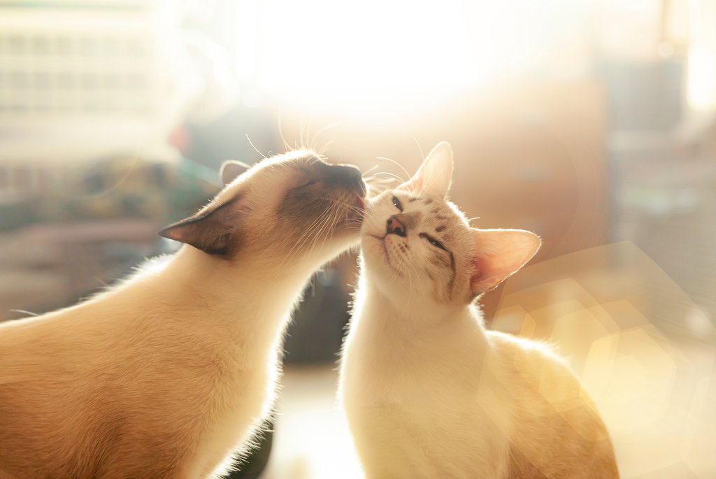 Do you protect your cat from the sun? 
Cats with white hair / skin on their ears and noses should wear sunscreen as they are around 14 times more at risk of IV induced cancer in these areas - on the front edge of the ear pinna, &amp; tip of the nose.
buff.ly/2Y3KAQC