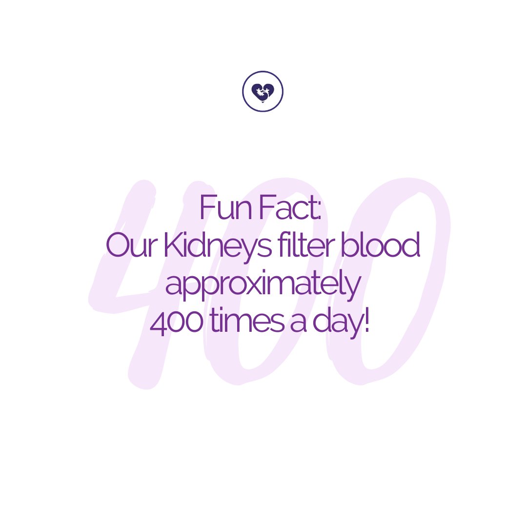 Yup. You read that right, FOUR-HUNDRED TIMES. They cleanse about 44 ounces - 1.3 litres - of blood every minute to produce about the same quantity of urine per day.