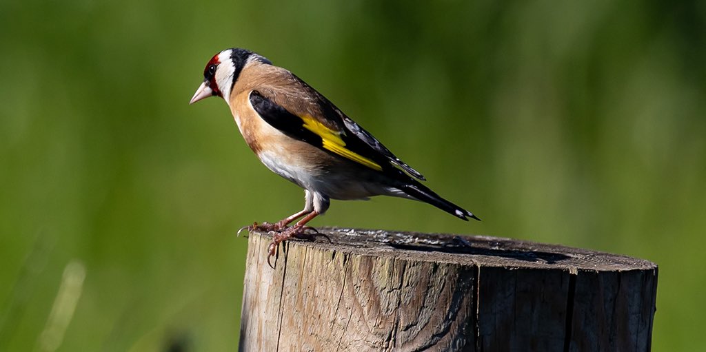 Founded by Goldfinches ourselves, we’re celebrating #NaturePhotographyDay and the smaller, prettier feathered variety. Both equally wonderful. #TwitterNatureCommunity #wildlife #goldfinch #limecreative #creativecomms #creativeagency #britishwildlife
