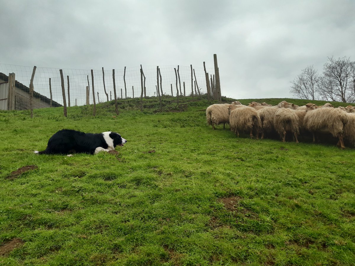 F3Aquitaine's tweet image. #Paybasque Ils sont de précieux compagnons dans les fermes. Le magazine @F3euskalherri  met à l'honneur les chiens de berger, et le travail de dressage. Des agriculteurs ont développé une véritable passion pour  ces chiens 
VIDEO ► youtu.be/H-XfYo1Gl9g