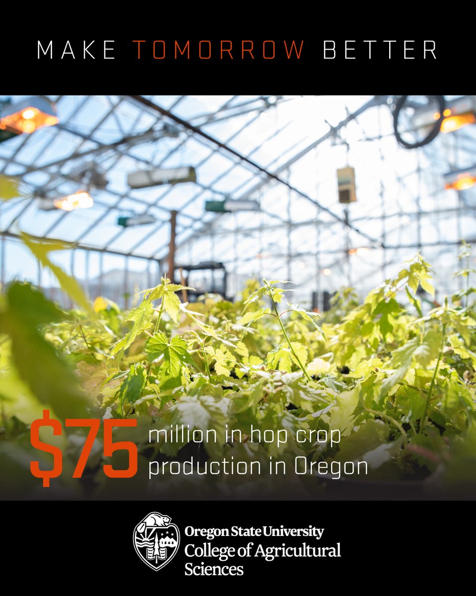 OSUAgSci's tweet image. #3 in U.S. hop acreage, Oregon's hop harvest is valued at ~$75M! OSU breeds hops w/unique smells and examines the relationship b/t hop chemistry &amp;amp; beer quality.
For more 🍻 beav.es/ZHt
@OregonStateGR @BeaverCaucus @ORagriculture @brewingarchives #OSUImpact #OregonHops