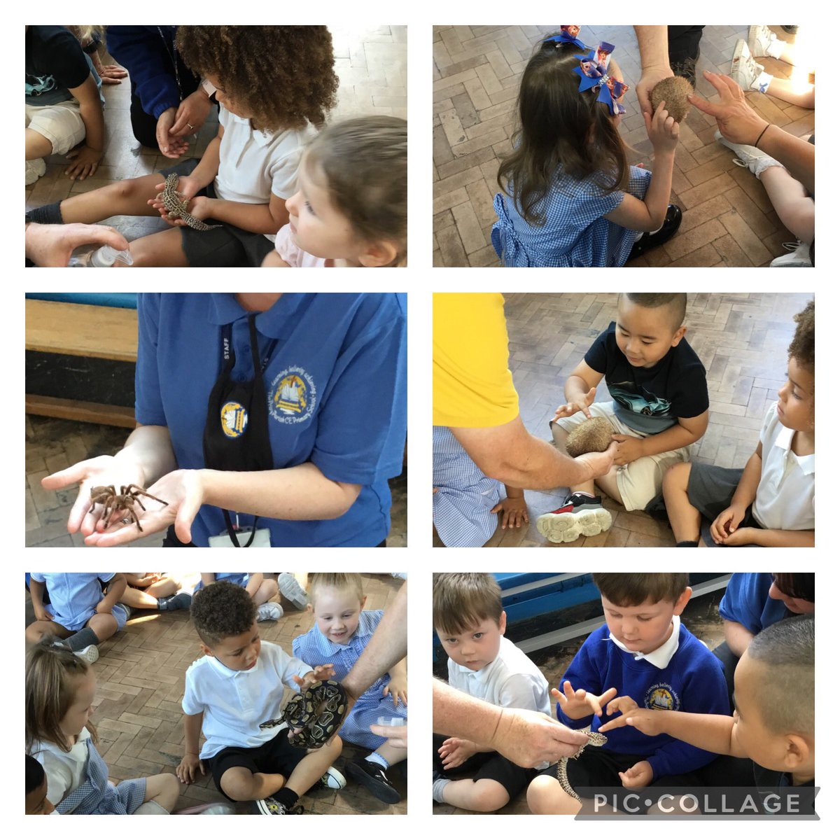 Pre-school had a fantastic morning learning about lots of different creepy crawlers, we even got to hold some! 🦎🐍🕷🦉