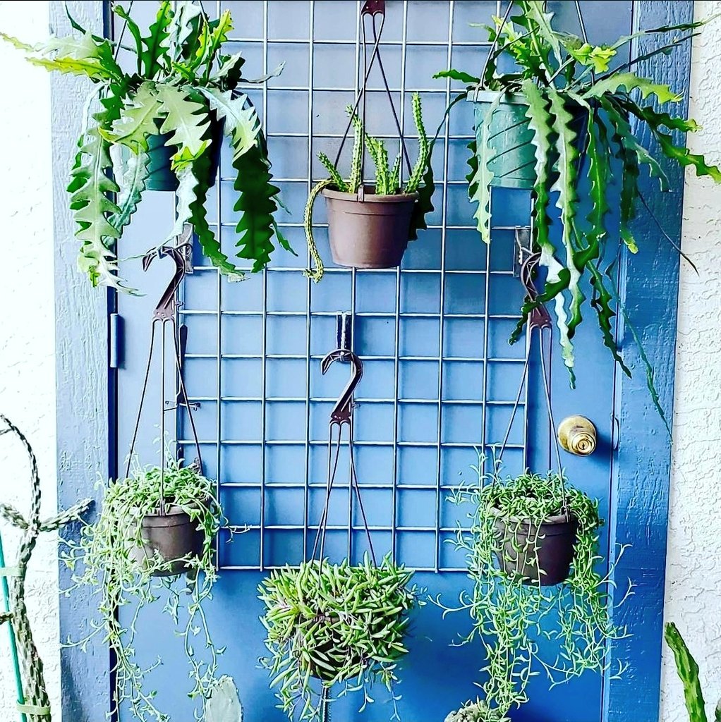 TbBrame's tweet photo. #HowItStarted
#HowItsGoing
#TrailingPlant #succulent edition
#PlantyStuffs
#RicRacCactus #HuerniaSchneideriana #SenecioPeregrinus #SenecioRadicans #OthanaCapensis https://t.co/NzIlrB1Hxn