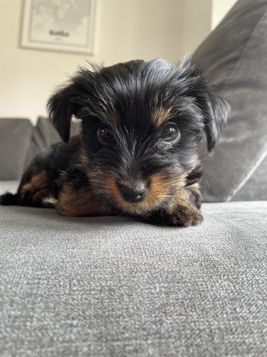 stegranic's tweet photo. G wanted to show ⁦@BonnyparkELC⁩ his new puppy Arla 🐾🐾 https://t.co/2ABxlvwA1F