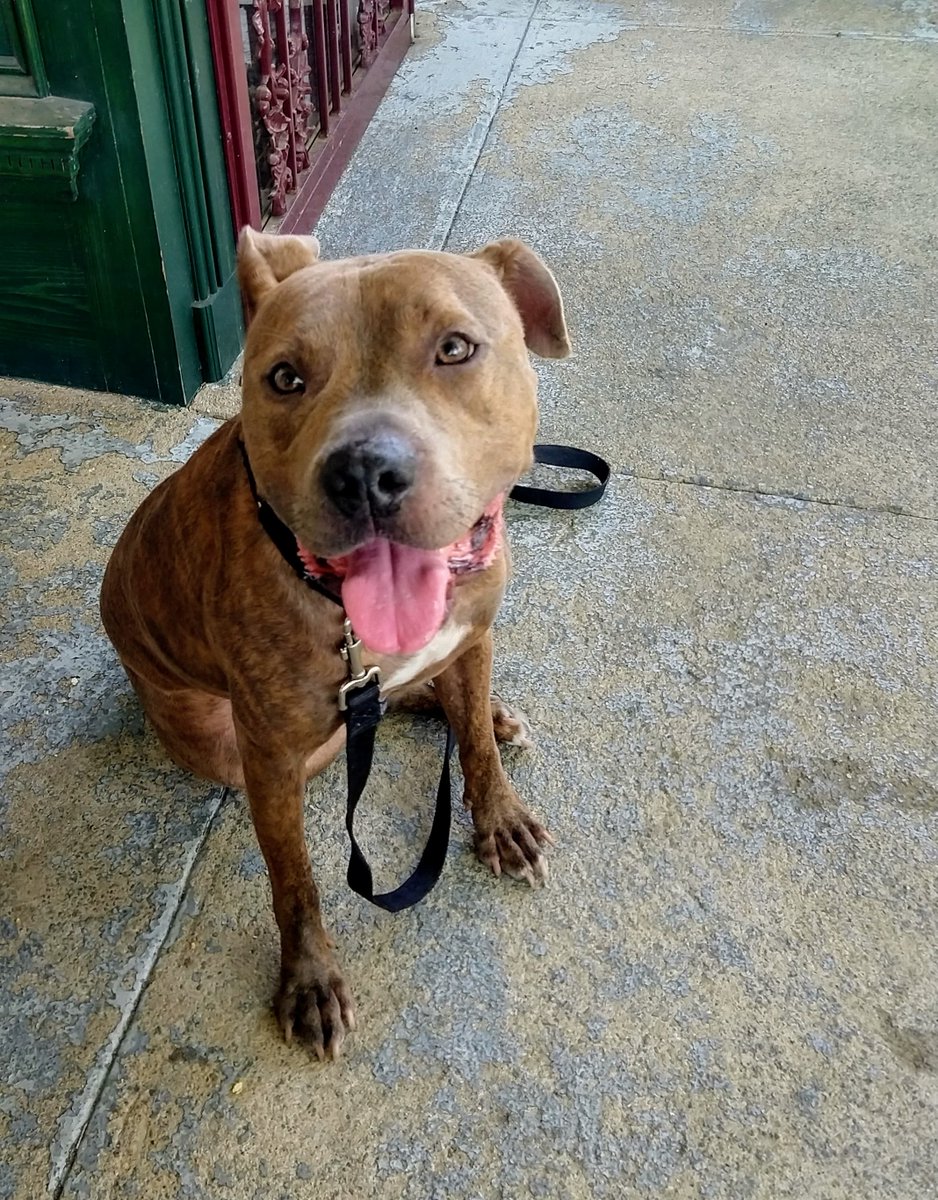 Pound Hounds ResQ tweet media