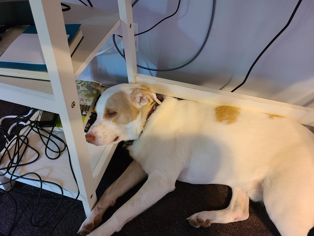 Kim Stevenson tweet media