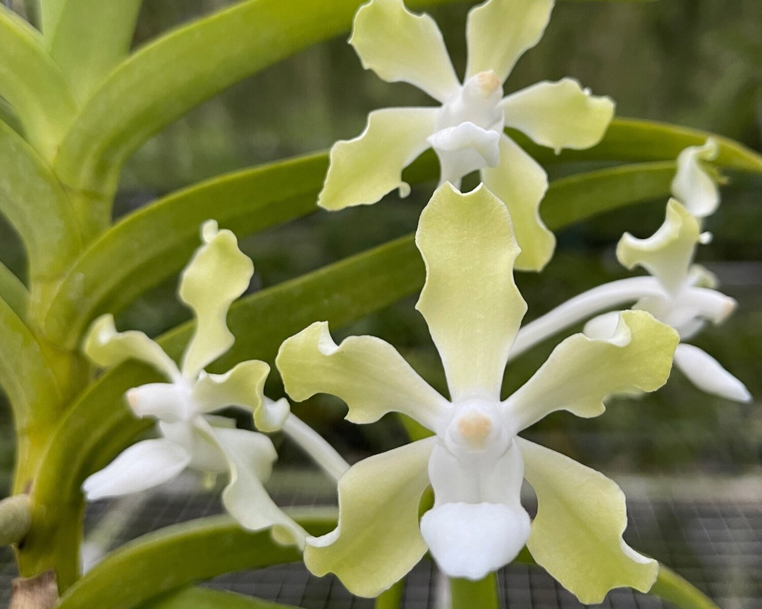 Motes orchids sale