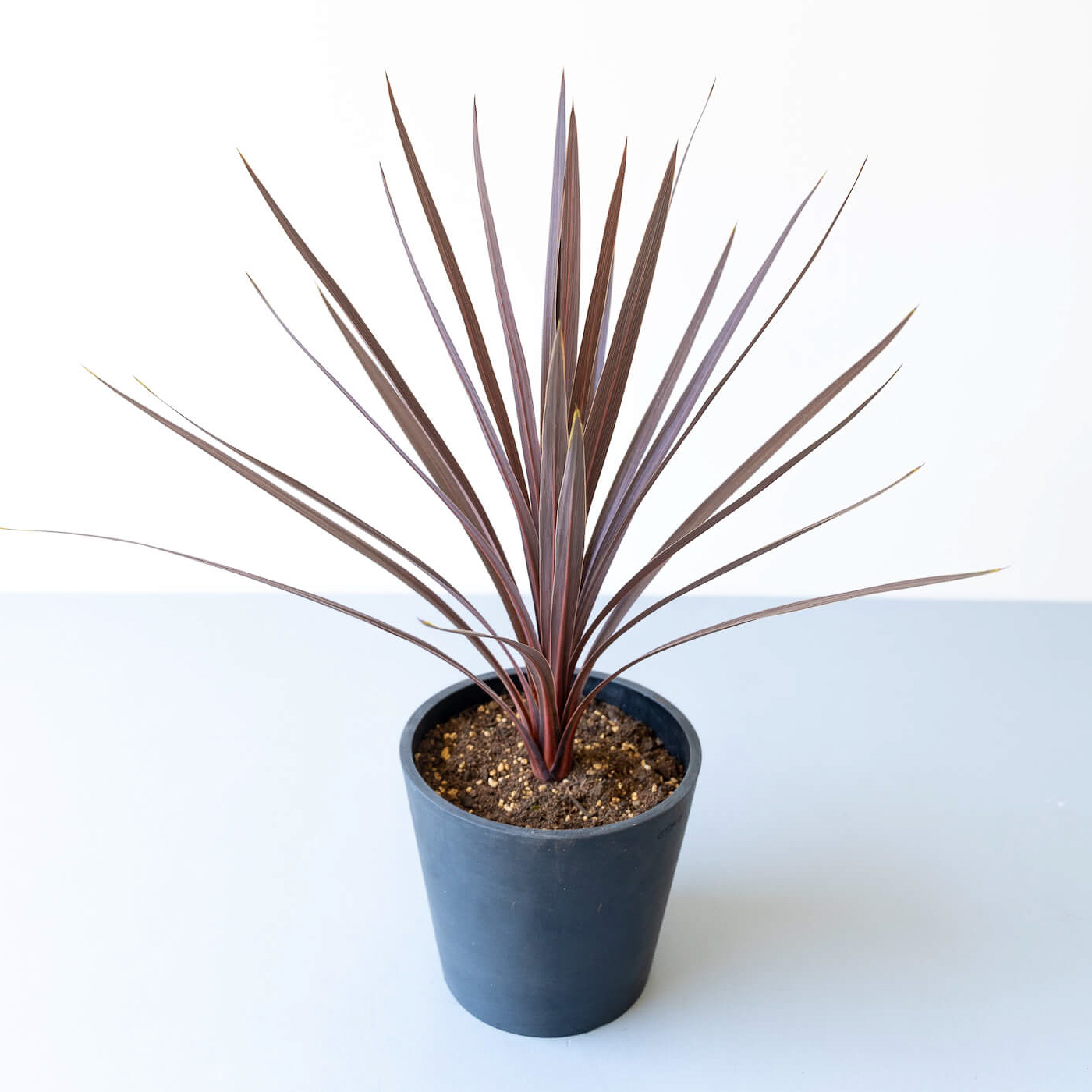 観葉植物 インテリアブランド And Plants And Plantsから父の日に提案する観葉植物 コルジリネ レッドスター コルジリネ レッドスターの花言葉は 幸福な交際 いつまでも両親の仲が良好でありますように そんな想いを込めて父の日に贈って