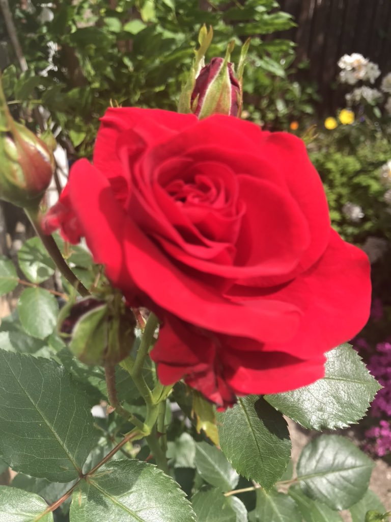 Carole Salmon tweet media