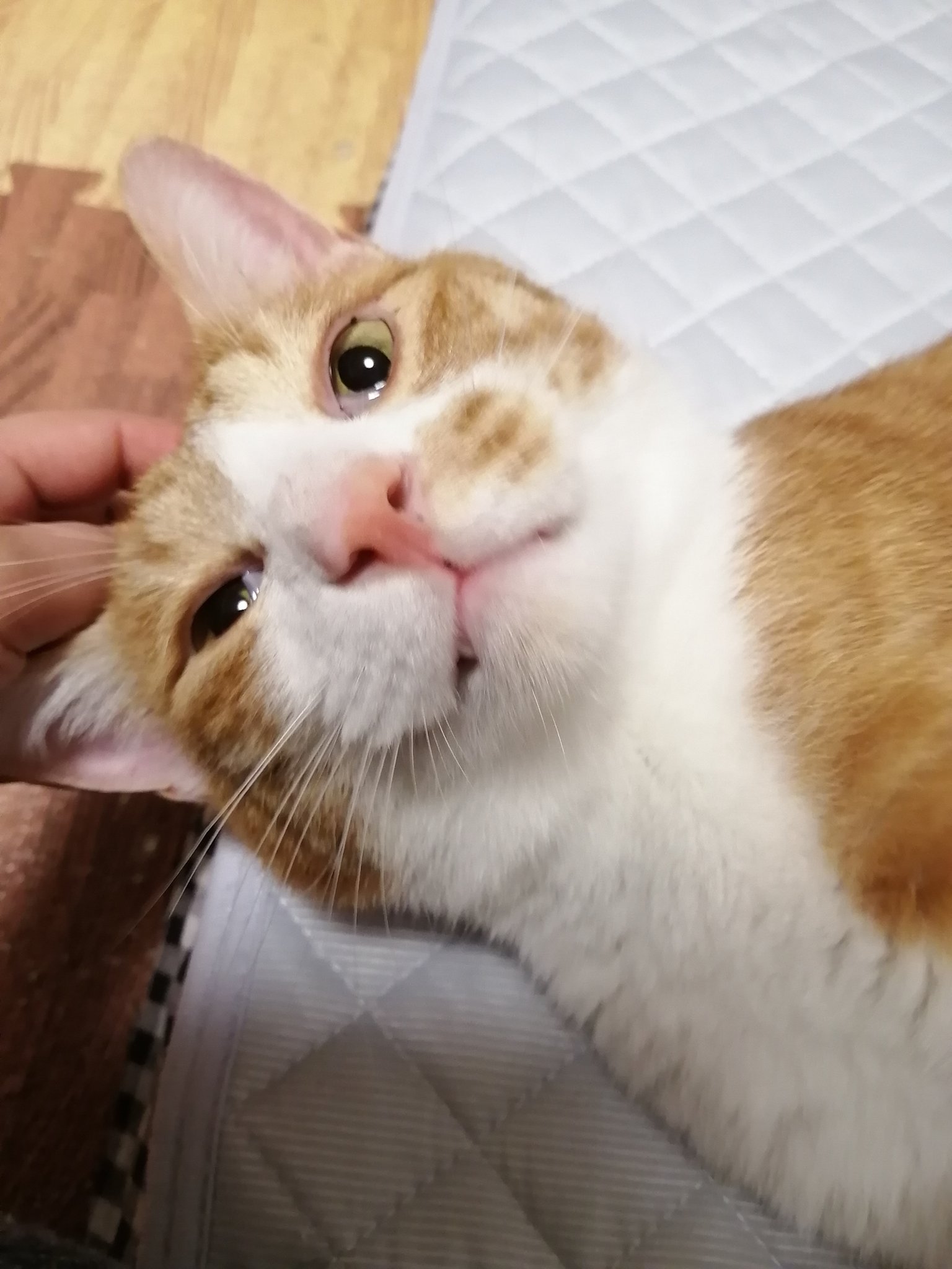 獣医にゃんとす ねこの教科書発売中 ちょっぴりドジな猫ちゃんは母猫 と過ごす時間が短かったのかも ある研究によると 子猫の頃に母猫と狩りをした経験のある猫は 獲物を殺す率や狩猟行動が増えたそう 母猫から狩りを教えてもらうことで 一人前の