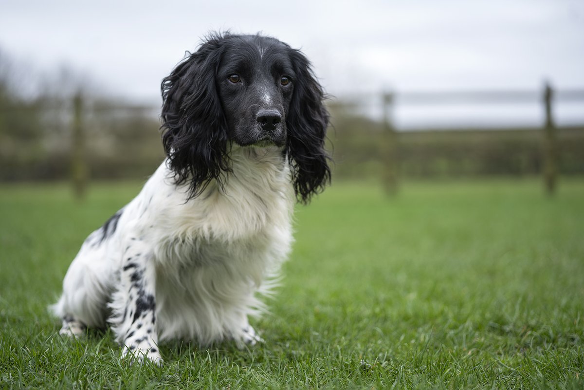 Dogs at stud.

Stoneycairn is passionate about producing healthy dogs who can work long and active lives. 

To enquire about our breeding dogs, their health or to watch them work please visit our website; stoneycairn.com/dogs-at-stud/

#stoneycairn #gundogsyorkshire