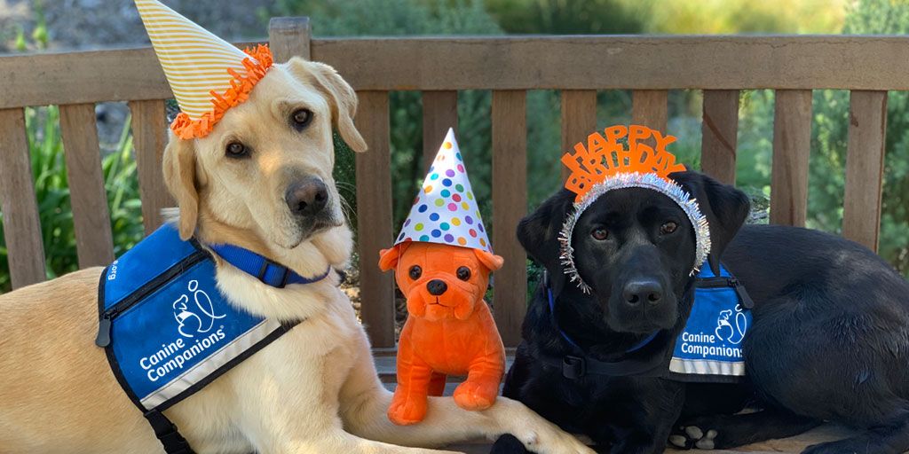 canineorg's tweet photo. Happy 7th birthday to our favorite orange Frenchie @nexthomere Luke! May you get all the treats you deserve on your special day. And thank you to all the #NextHomies for your continued support of our mission. You're making a difference! #LukeDay2021 #LeadWithIndependence https://t.co/do7iLt1f8Z