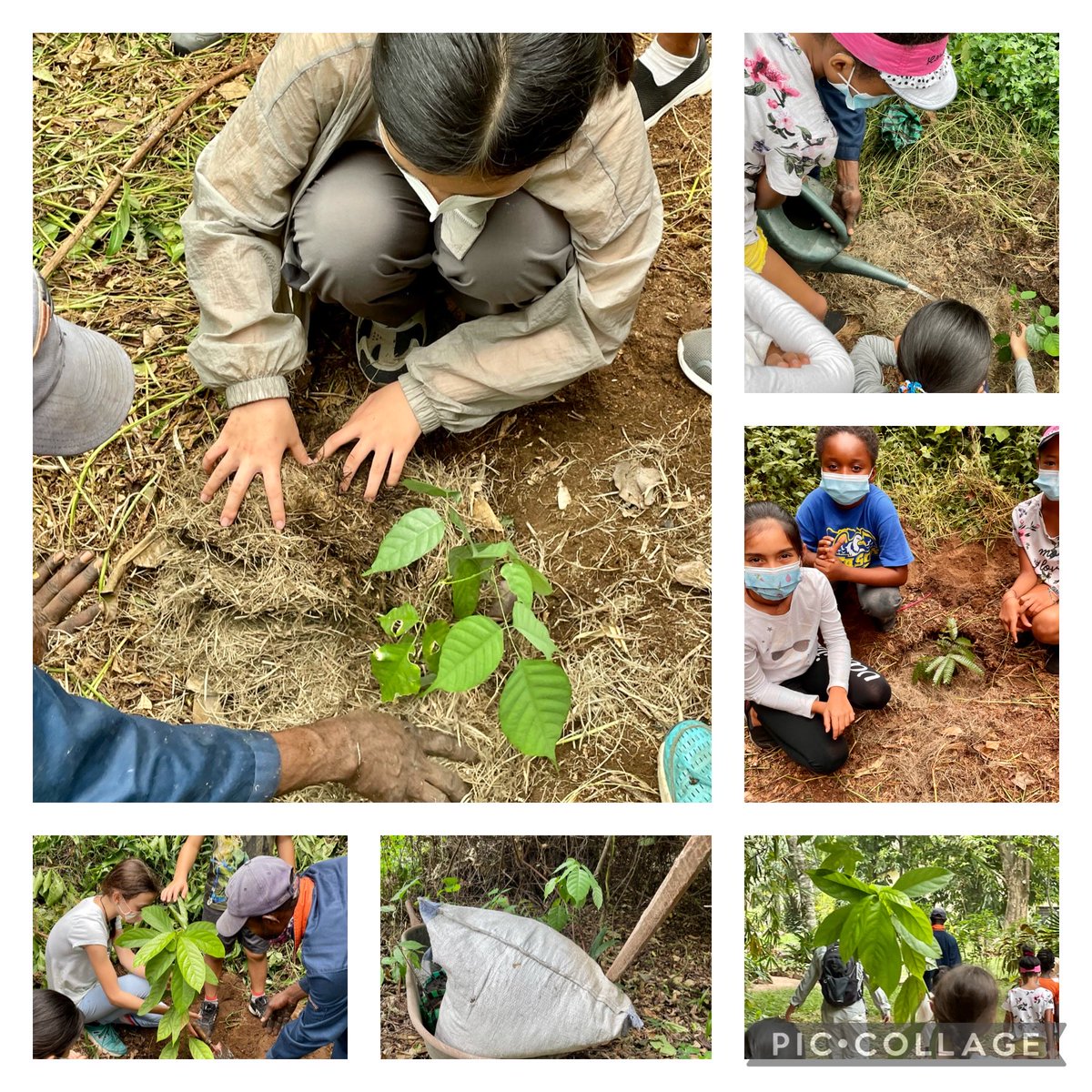 paulabaxter67's tweet image. Save the Planet student initiated #action group celebrated the end of the school year ⁦@TASOKinshasa⁩ by planting saplings in the #TASOK forest 🌳⁦@lesleerupp⁩ ⁦@araalihma⁩ ⁦@ynotread⁩ ⁦@kimmyfari⁩ ⁦@bartletth77⁩ ⁦@CarolineMerwe⁩